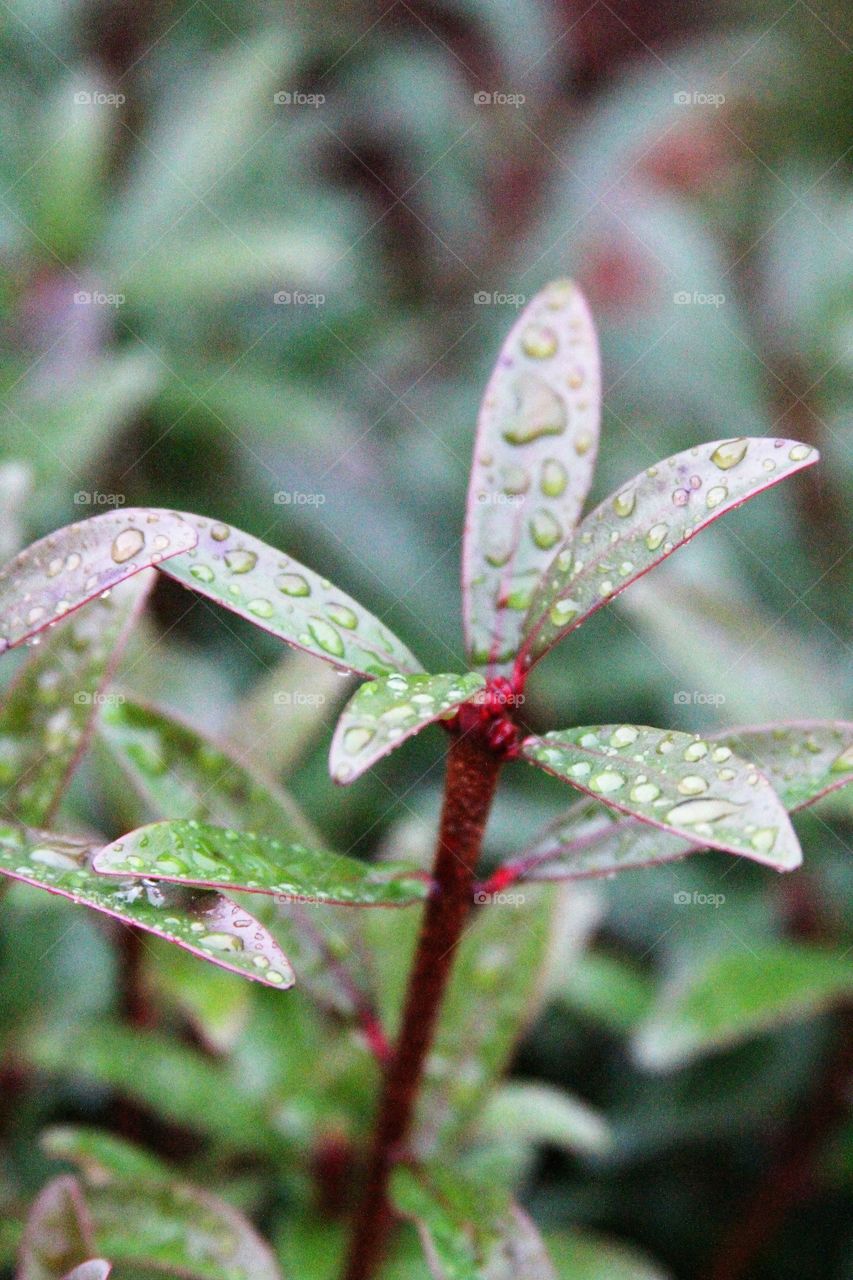 leaves welcoming rain