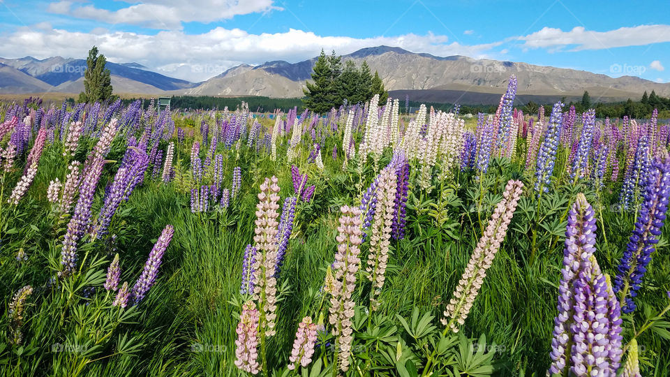 New Zealand