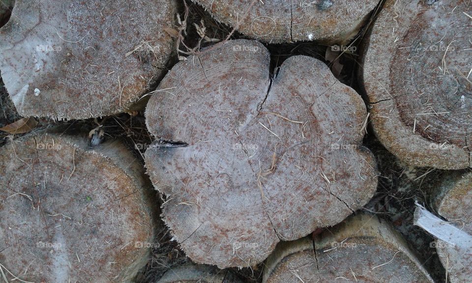 Close-up tree rings