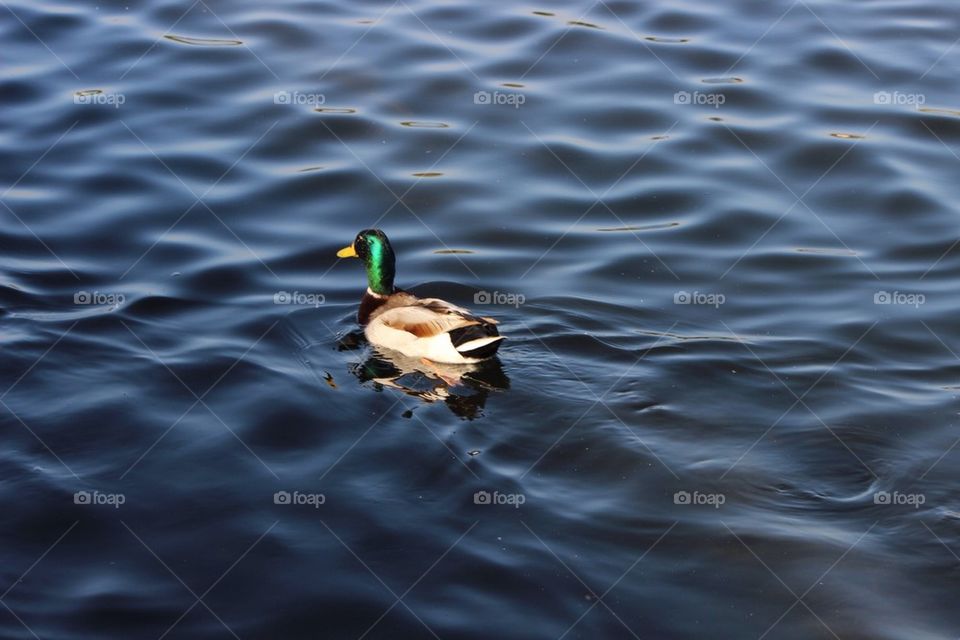 Lake Duck