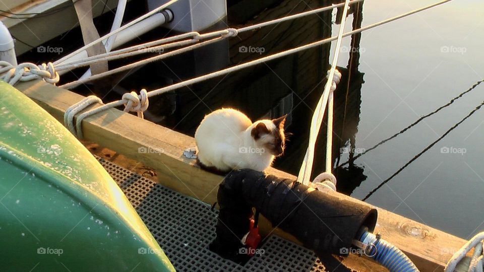 A New Year’s resolution is to seek peace and quiet even amidst difficult circumstances and surroundings. Make the best of it! Take risks! Take chances! Stay calm!