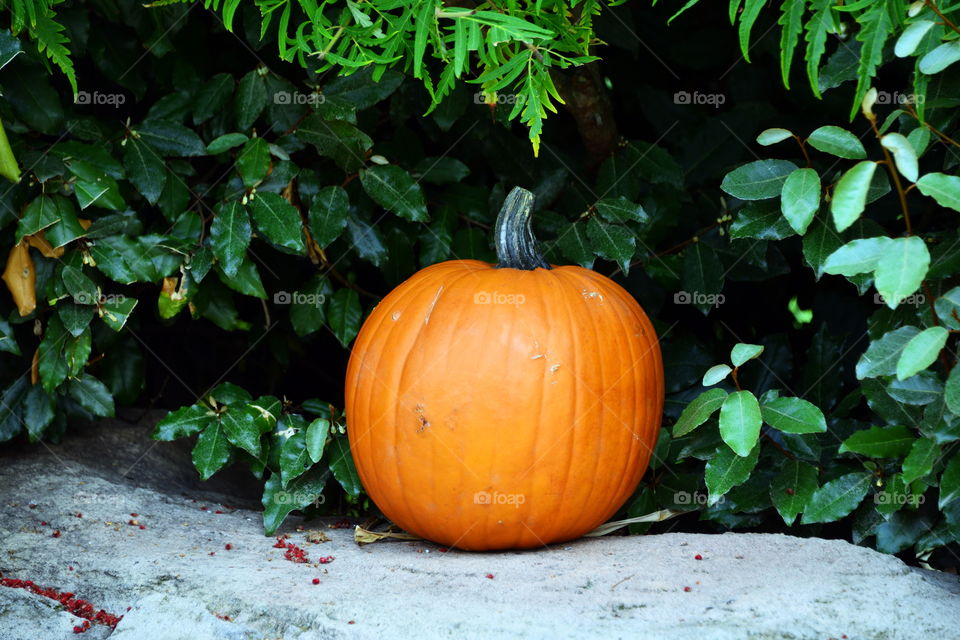 Pumpkin near plant