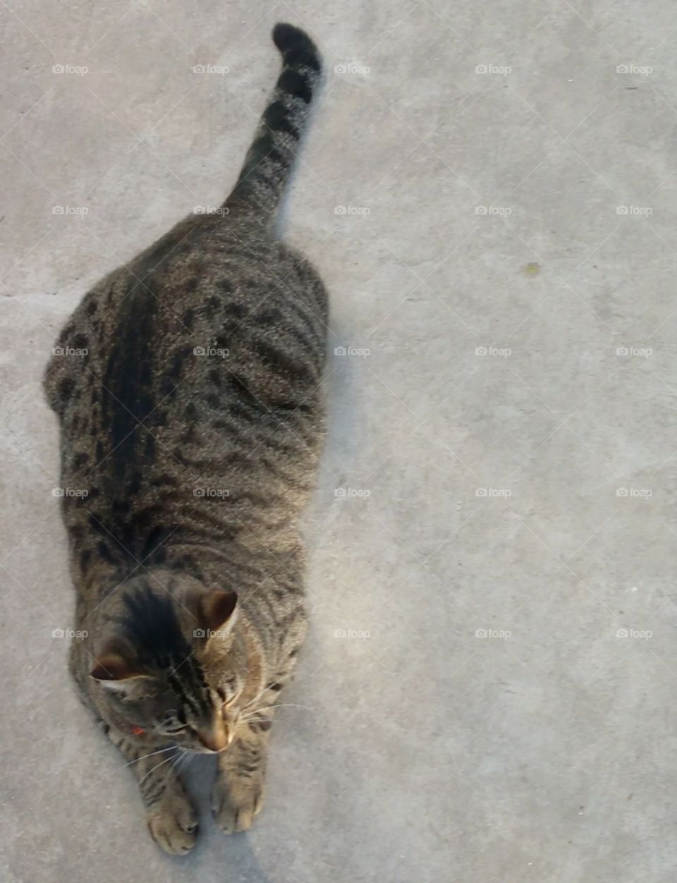 A Cat Having a Rest