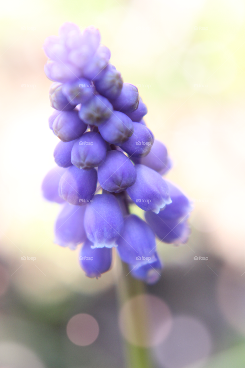 Nature, Flower, Flora, No Person, Garden