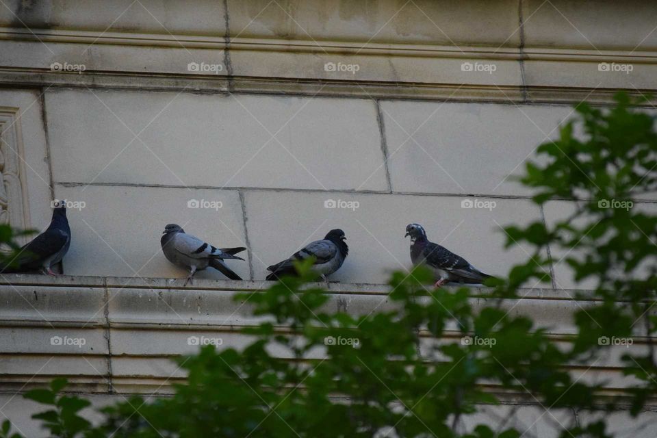 pigeons on a ledge