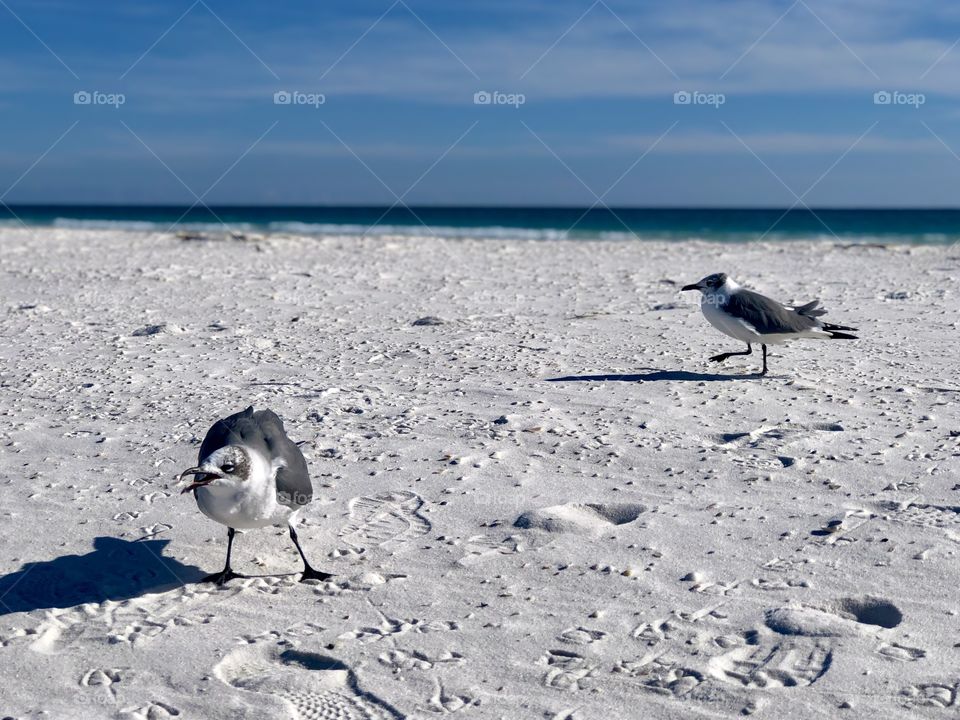 Seagull scolding and chasing away other birds
