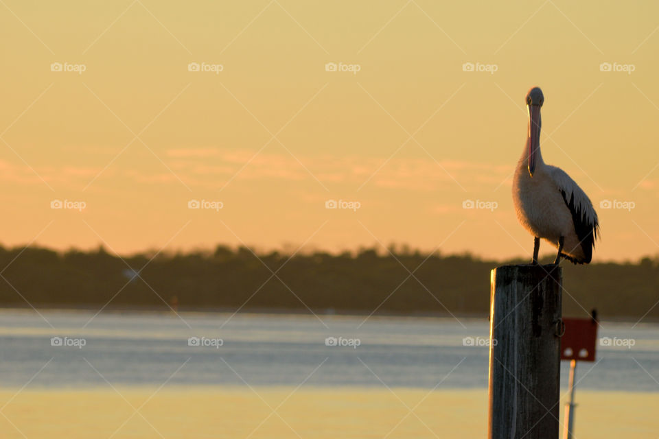Pelican Sunrise. Pelican resting on a post in the early morning.
