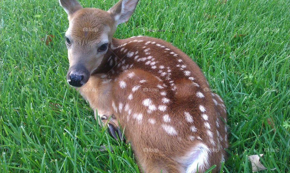 Fawn
