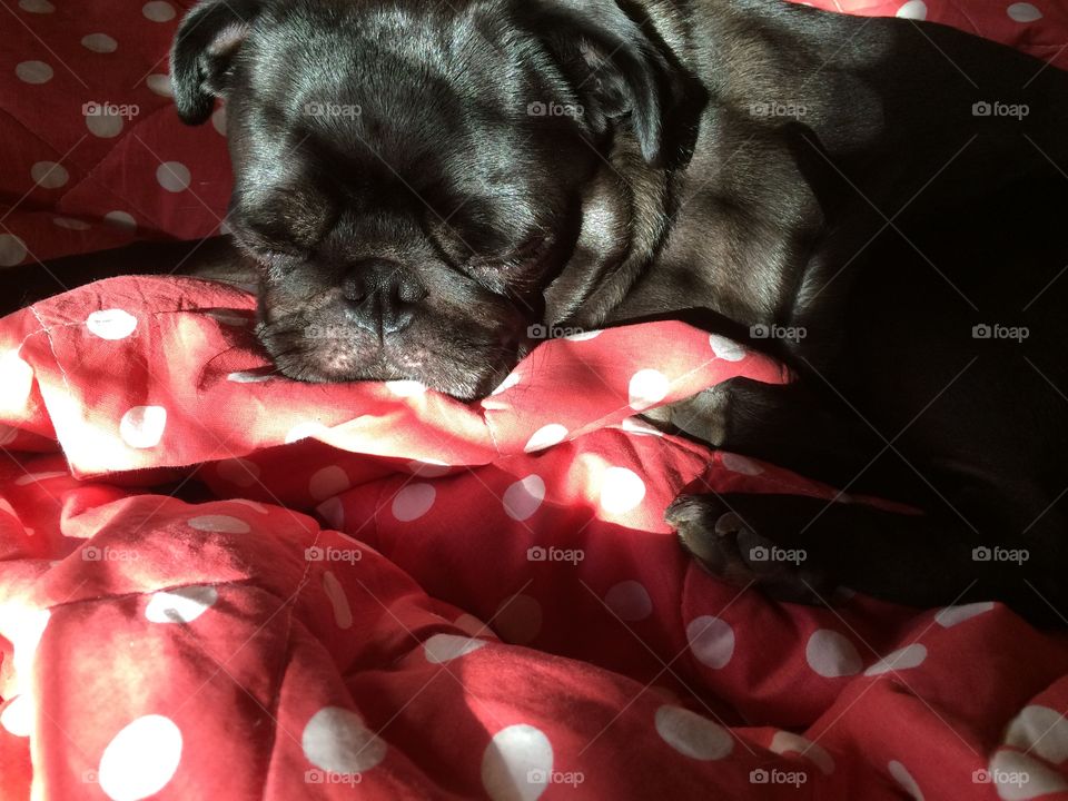 Sleepy pug dog