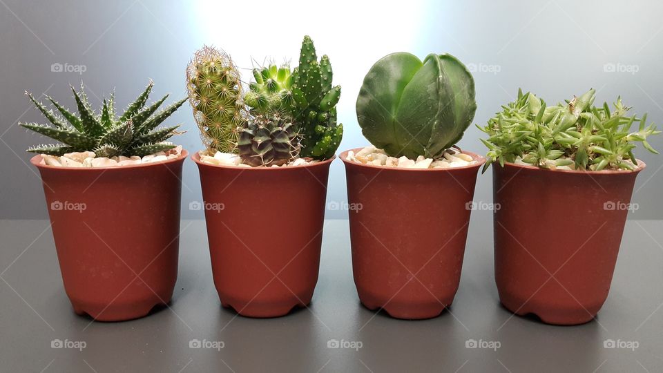 succulents