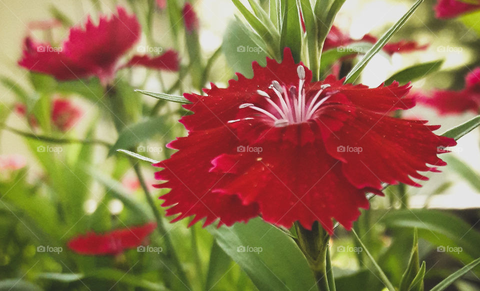 Red flowers enjoying a beautiful summer afternoon.