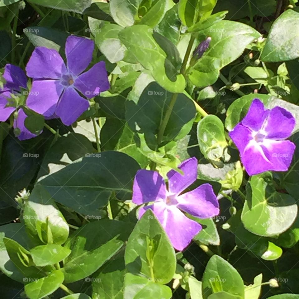 Purple wild flower