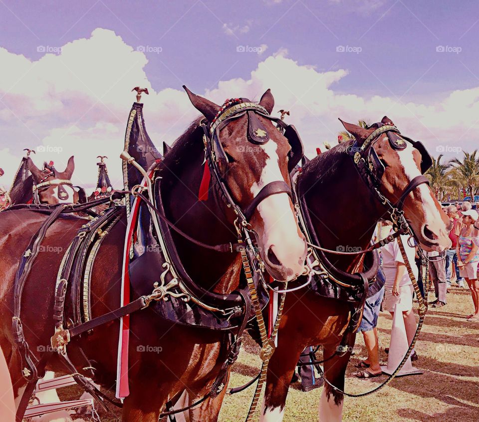 The Beautiful Clydesdale Horses at Busch Gardens, Tampa, Florida.