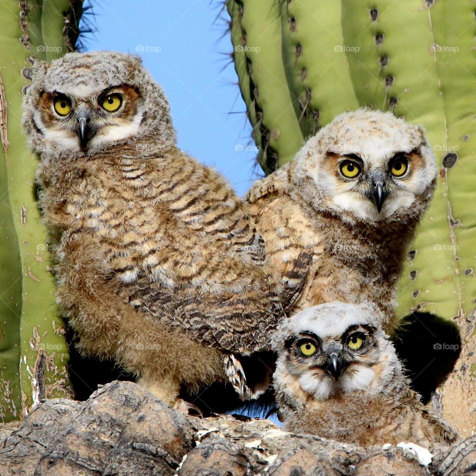 Three Great Horned Owlets in Nest