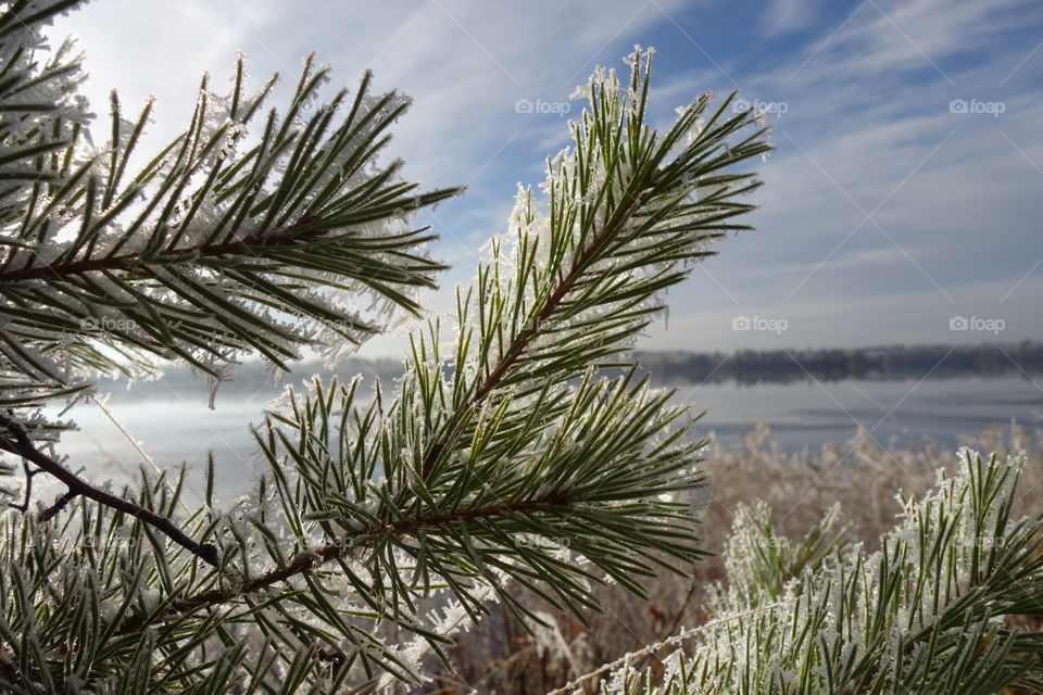 Snowflake on pine tree branches