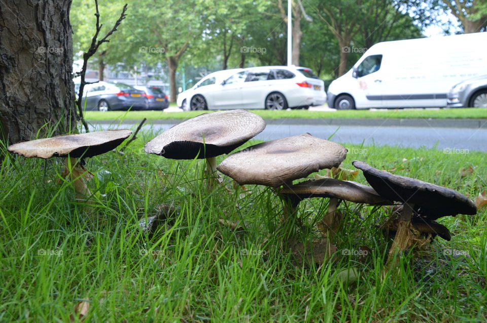 Mushrooms Along A Street