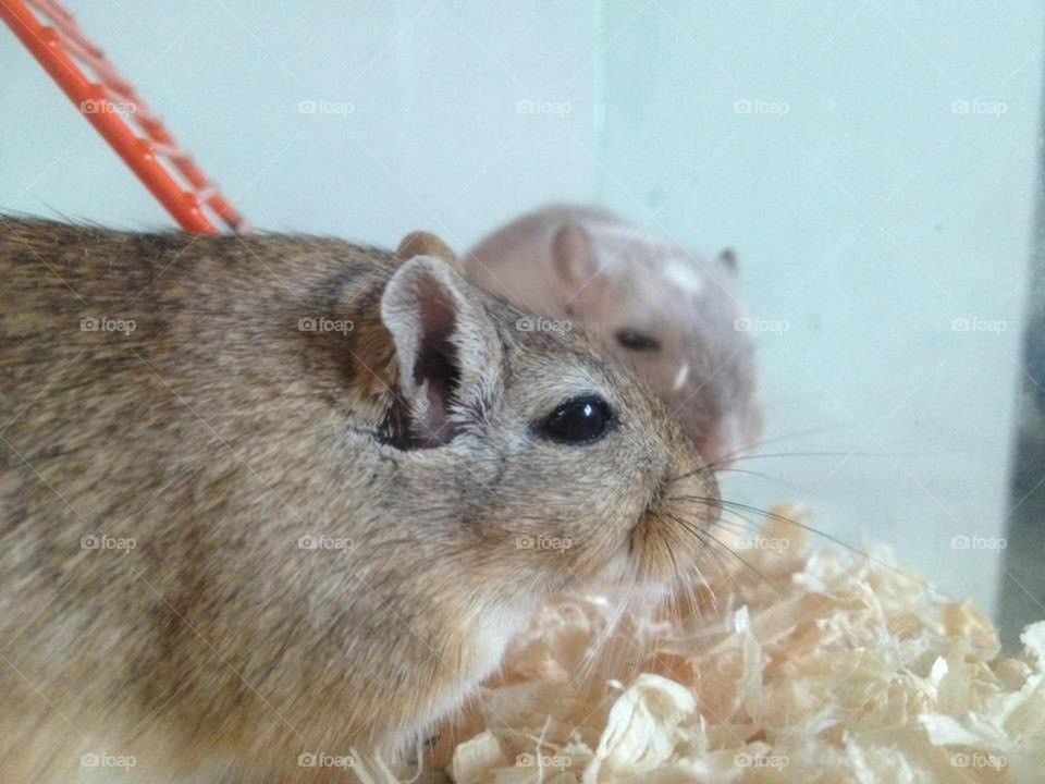 Gerbil buddies