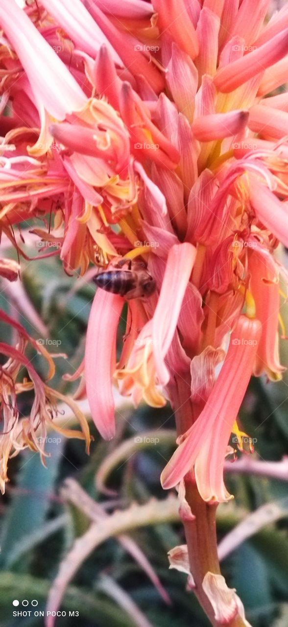 beautiful bee on flowers.