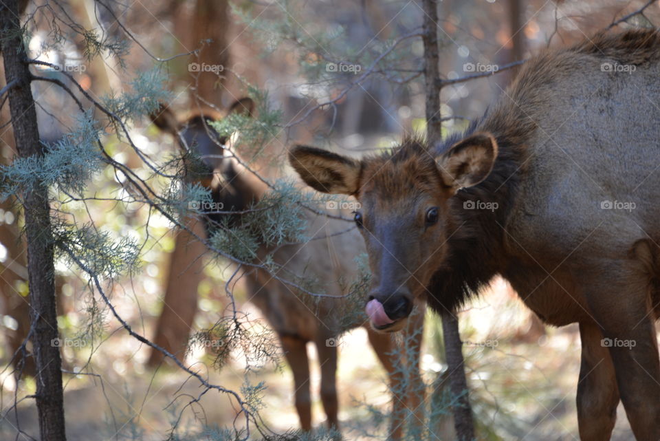 Elk in Pine, AZ 