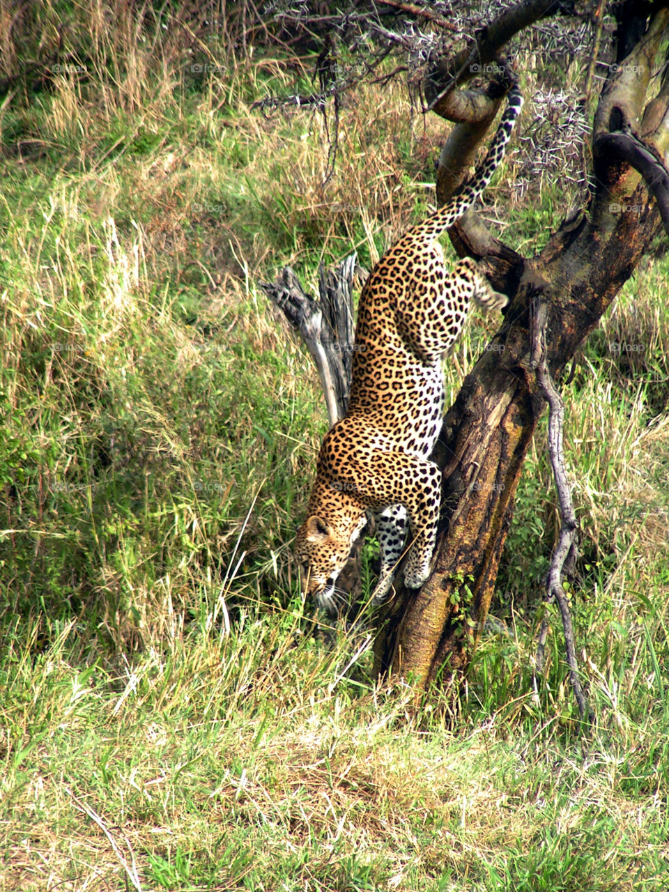Leopard climbing down a tree, Serengeti national park, Tanzania