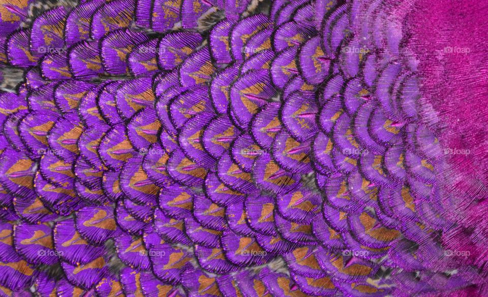 Purple Feathers 
