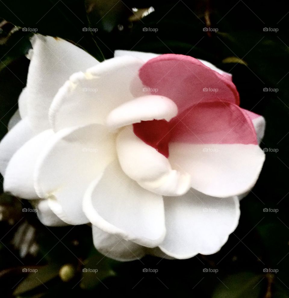 Unique flower. Tree flower. Pink flower, white flower. A unique flower in this garden