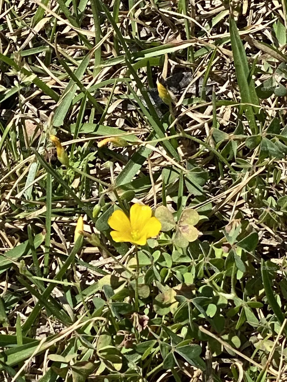 Little yellow flower 