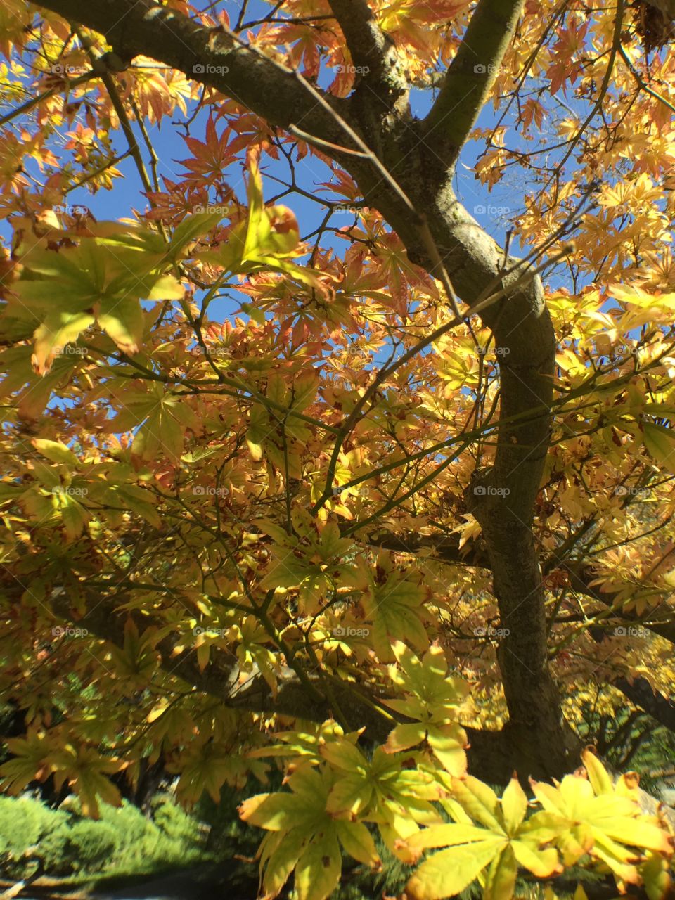 Maple tree changing colors. Yellow and rust colored leaves on maple tree.