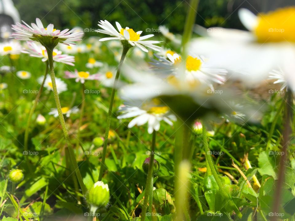 Daisies Meadow 