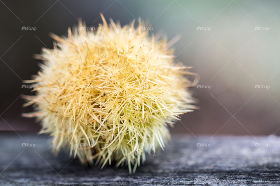 Yellow chestnut on wood