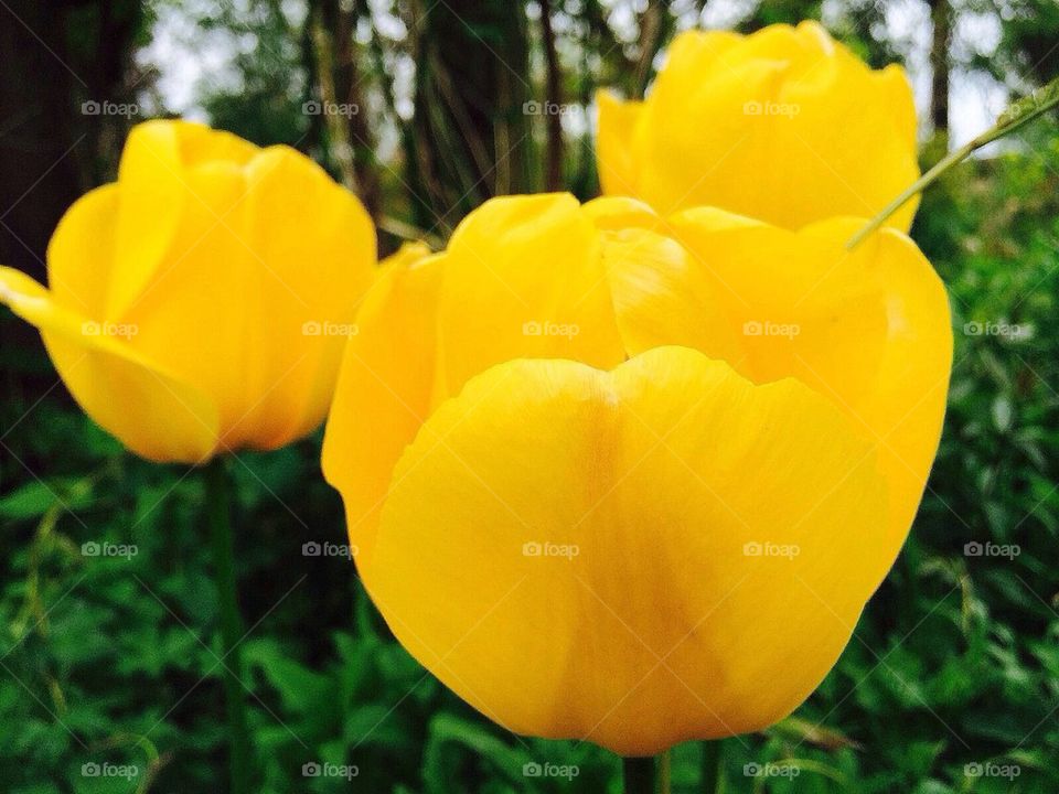 Yellow Tulip