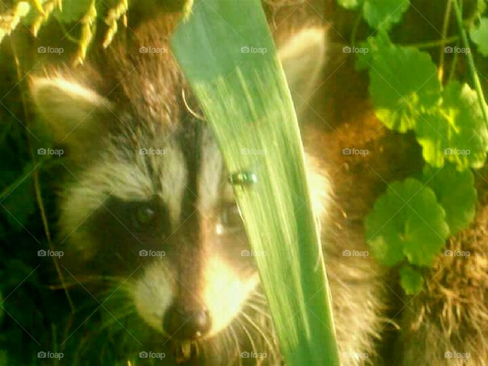 raccoon baby