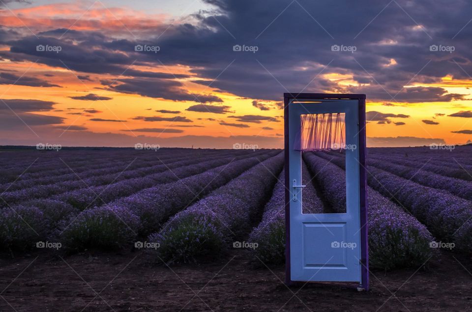 There is no House... But Purple Door Middle Lavender Field