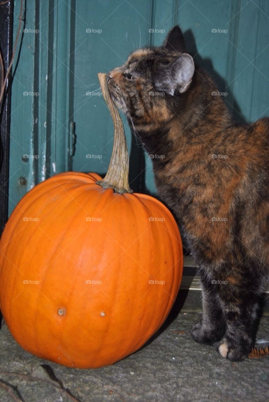 Cat with pumkin