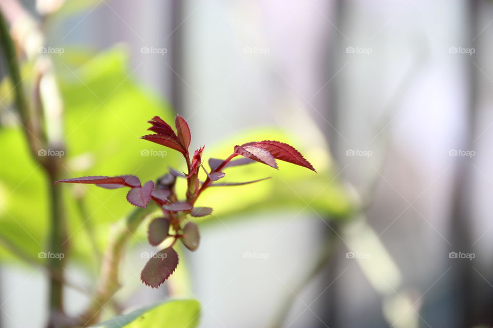 Plant growing point