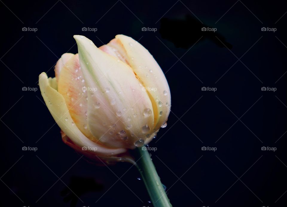 A delicate tulip begins to bloom after a quenching spring rain, Pacific Northwest 