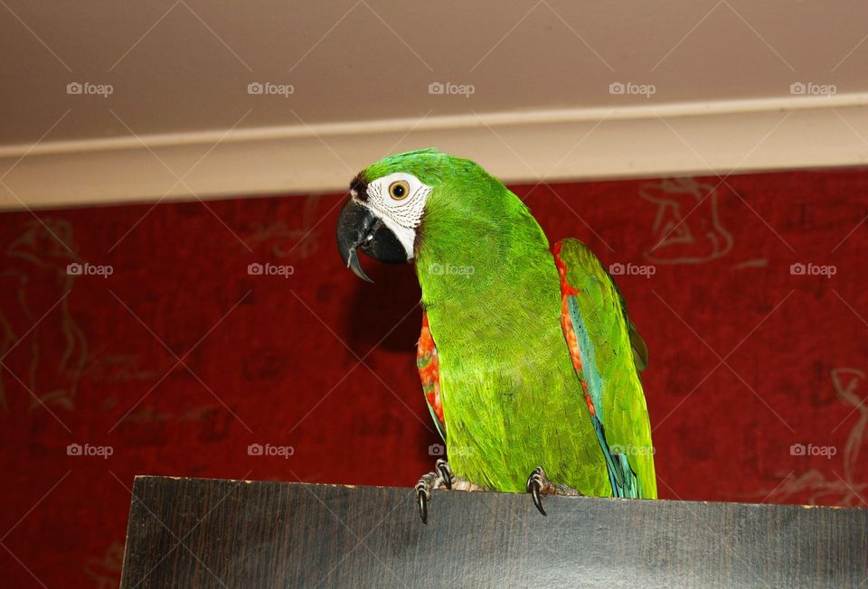 Я маленький, но Ара