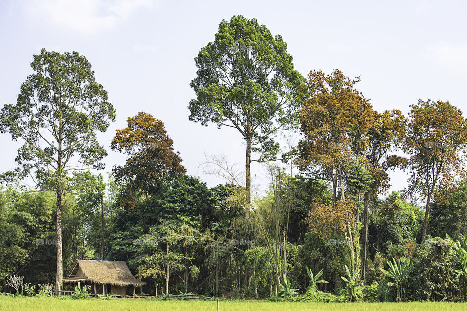 The wooden huts in rice fields and trees with multiple colors.