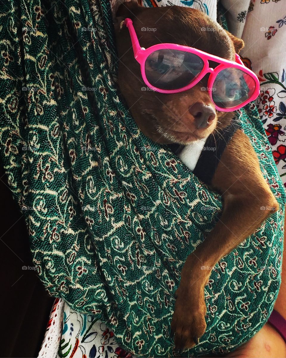 Chihuahua wearing pink sunglasses being carried in a baby sling