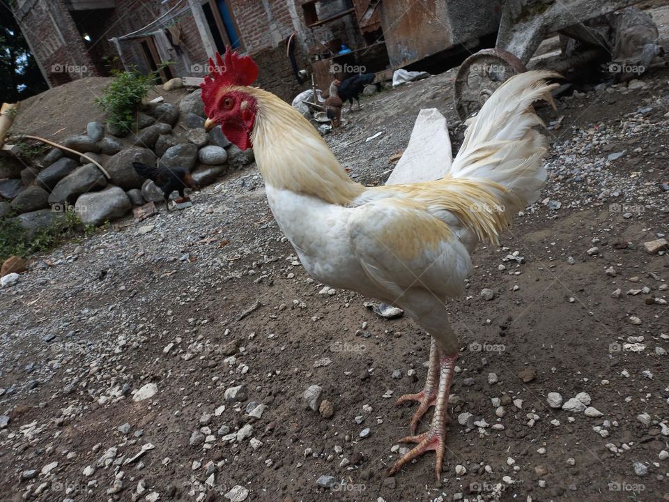 The white rooster is in the yard being fed