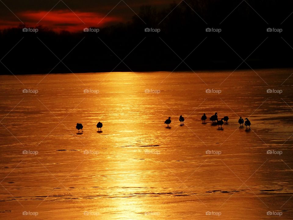 Sunset ducks on the frozen lake. 