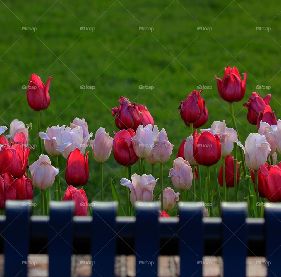 Tulip love 