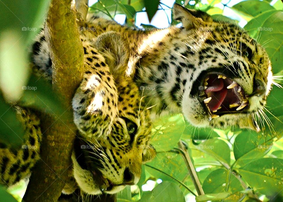 Filhotes de onca pintada pantanal Sul matogrossense