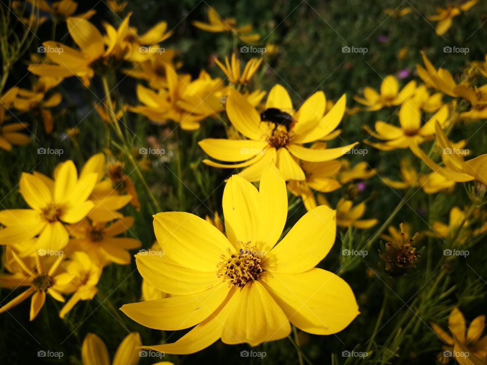 flowers