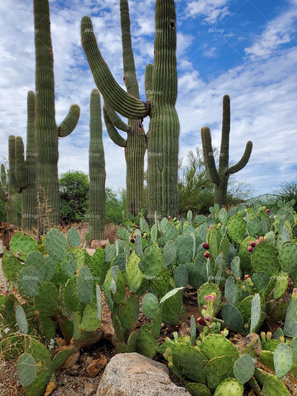 Prickly Pear and Saguaro Cactus