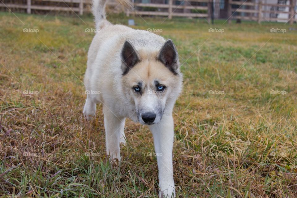 Close-up of husky dog on a grass field