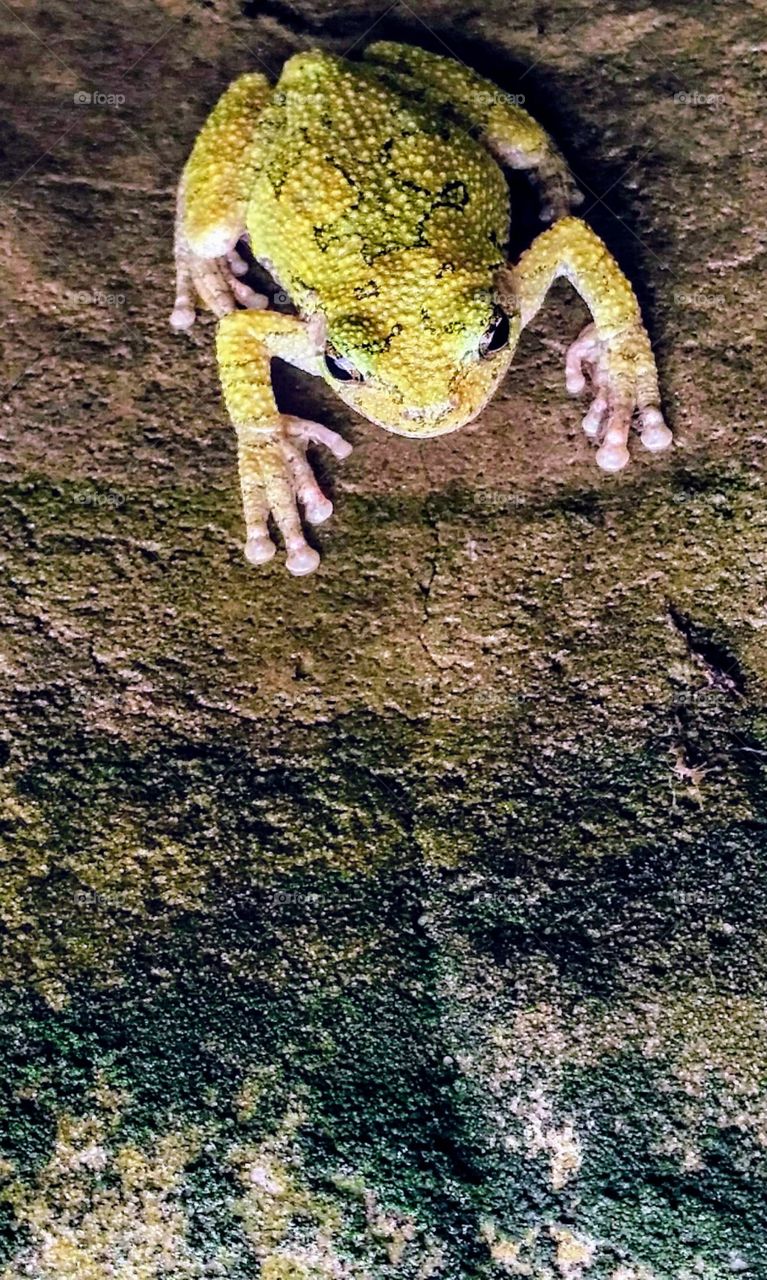 tree frog phone wallpaper