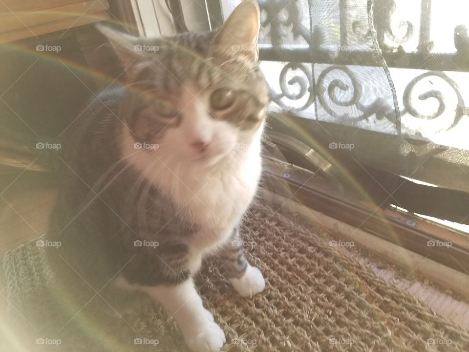 tuxedo cat in sunlight