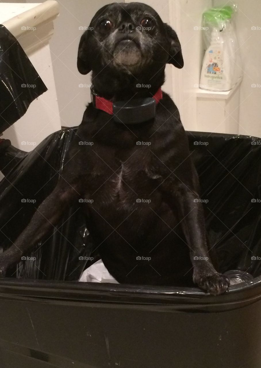 Chug breed dog jumps into garbage can, black dog, looks guilty