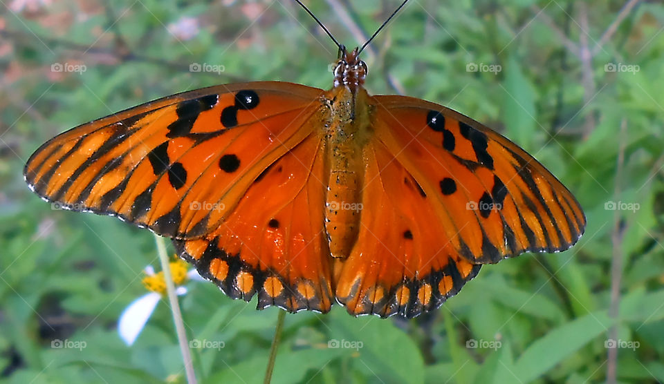 Beautiful Butterfly